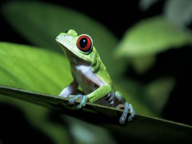 Download this Rarest Animals Redeyedfrog picture