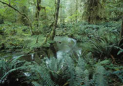 images of rainforest plants